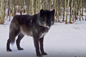 yamnuska wolfdog sanctuary